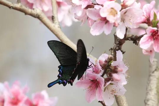 鲜花盛开，蝴蝶纷飞，如诗如画，令人陶醉