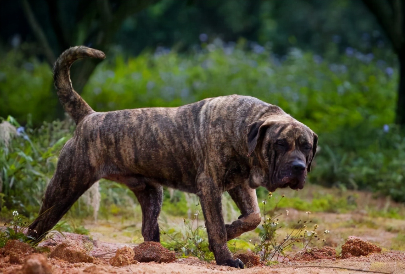 人称“犬中四煞”的4种狗，让人望而生畏，遇见了要赶紧躲开