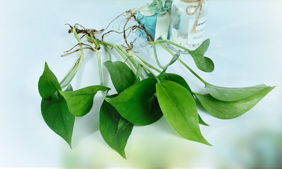 水培花卉大全（试试这6种水培植物干净还好看）