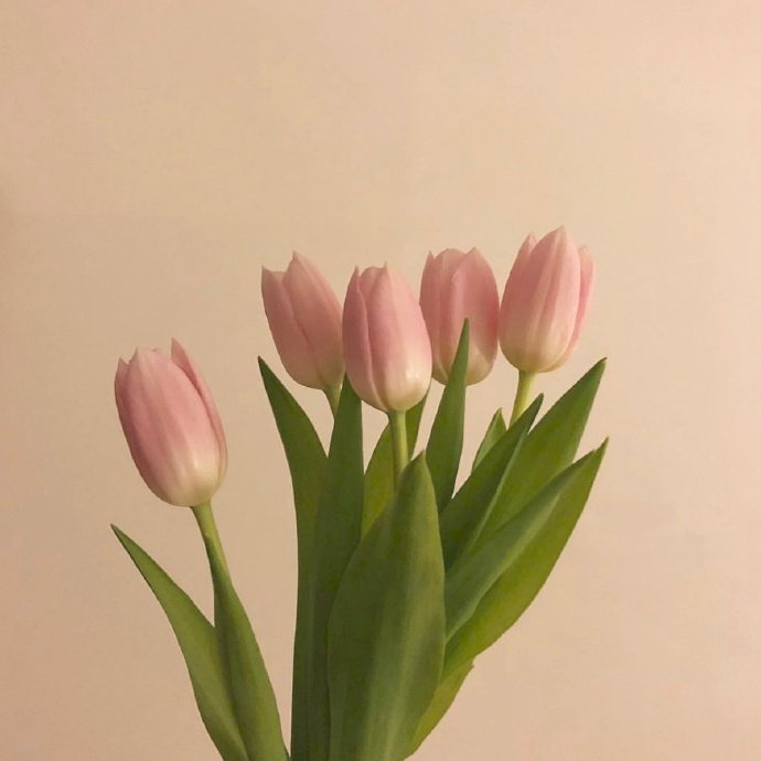 平安夜朋友圈的祝福语简短（平安夜祝福发朋友圈的句子）