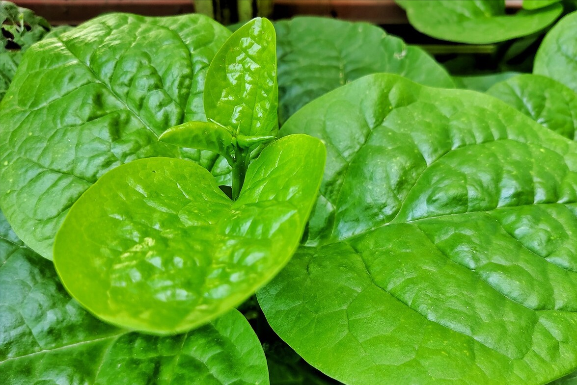 这6种绿叶菜,比牛奶含钙高,每天炒一盘,把全家老小钙都补足了