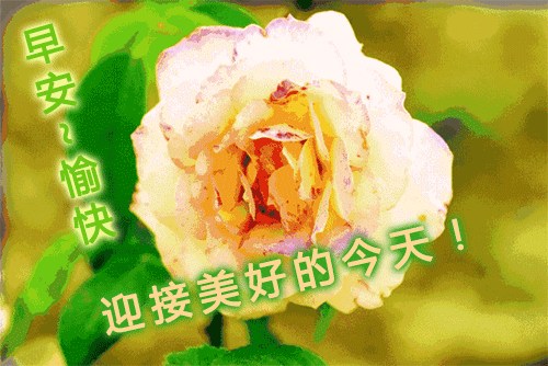 清晨问候大家早上好的动态图表情图片 幸福从早安开始图片