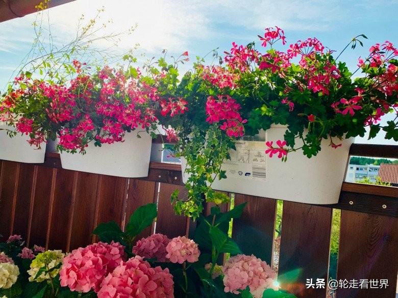 越南妈妈4㎡的小阳台，种各种蔬菜鲜花，每一个角落都美轮美奂