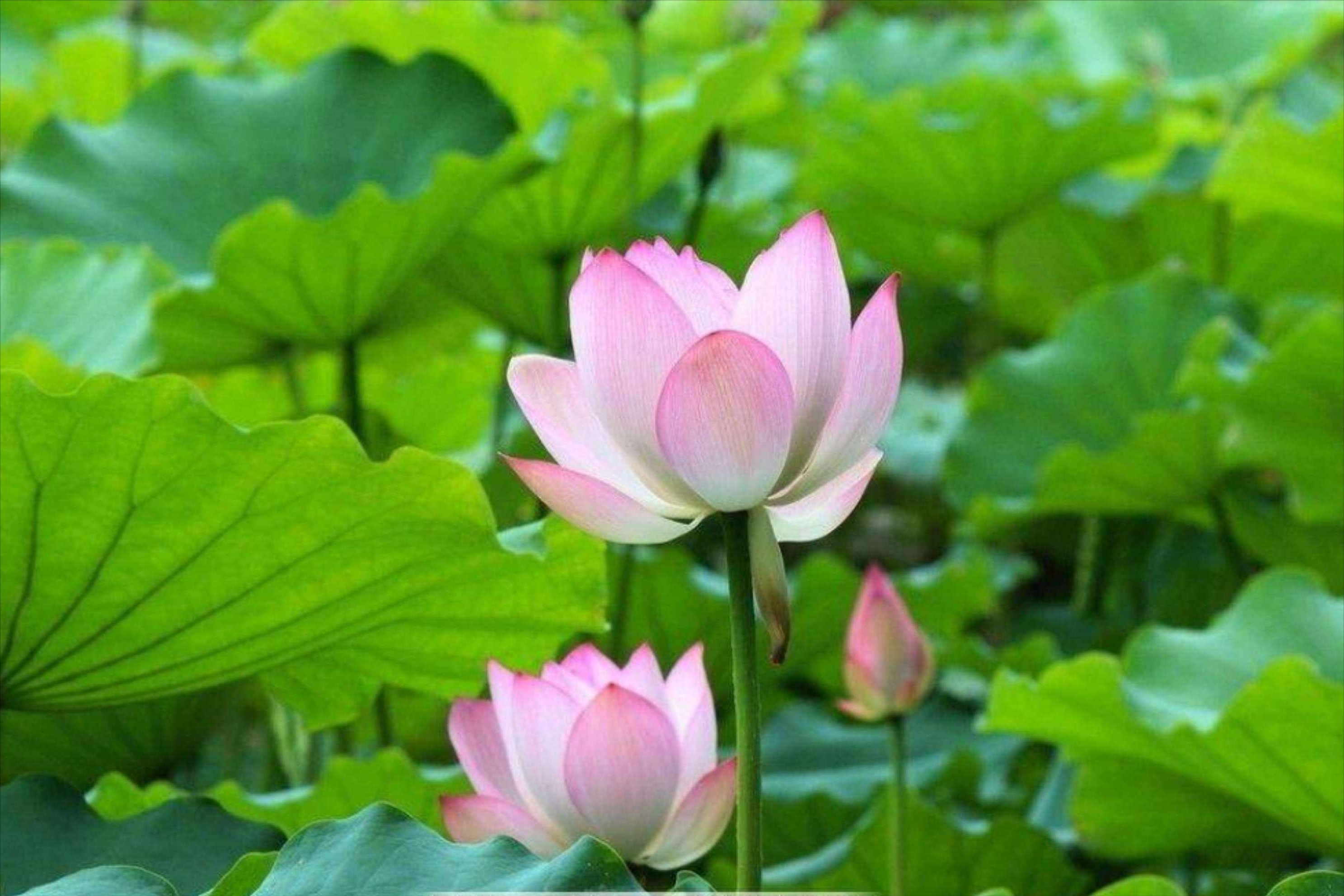 30首唯美荷花诗词，让诗意的荷花给你带来夏日的美好