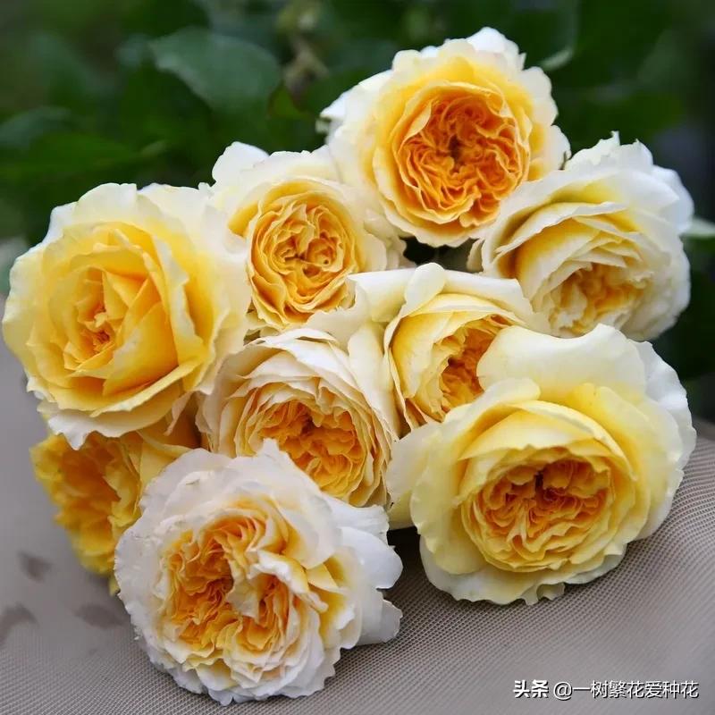 21种我最喜欢的月季，藤本微月灌木一网大全，说说养过的真实感受
