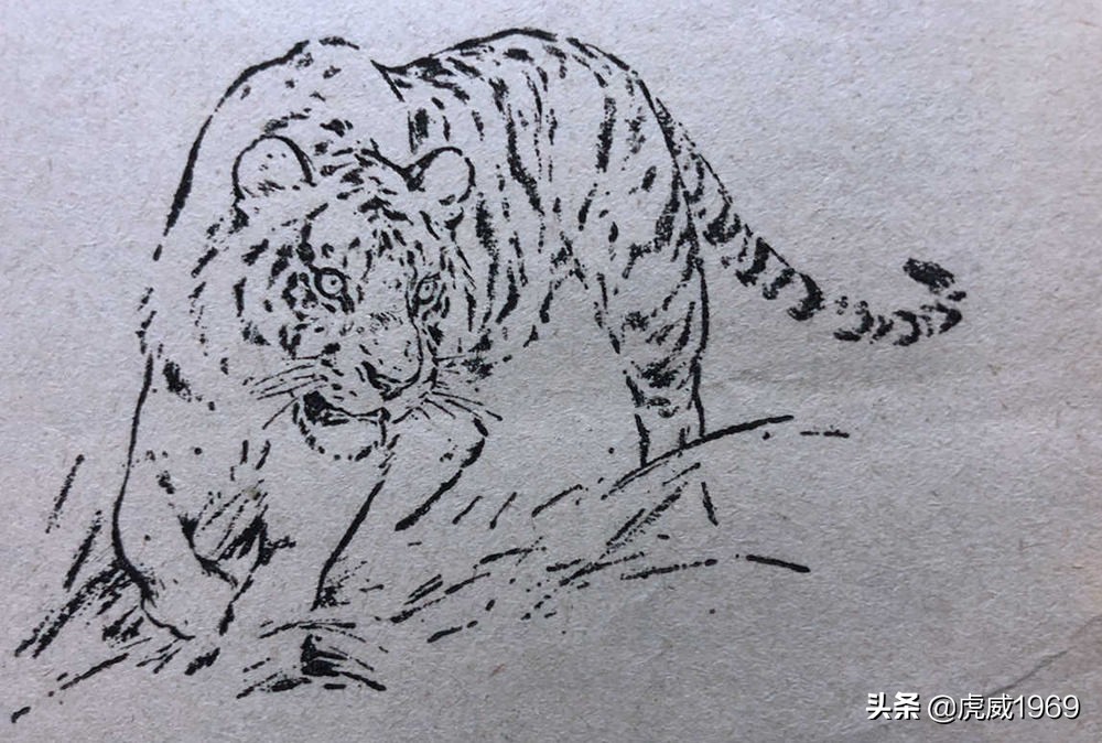 老虎见于刘继卣先生编绘的《怎样画动物》刘继卣画虎被激怒的立身咆哮