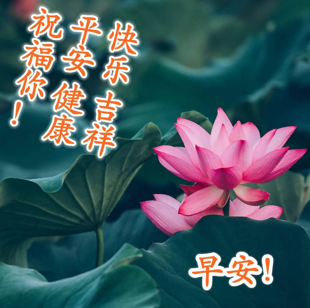 周三清晨最暖心的早上好祝福简短语句 祝福问候天天到 日日好心情