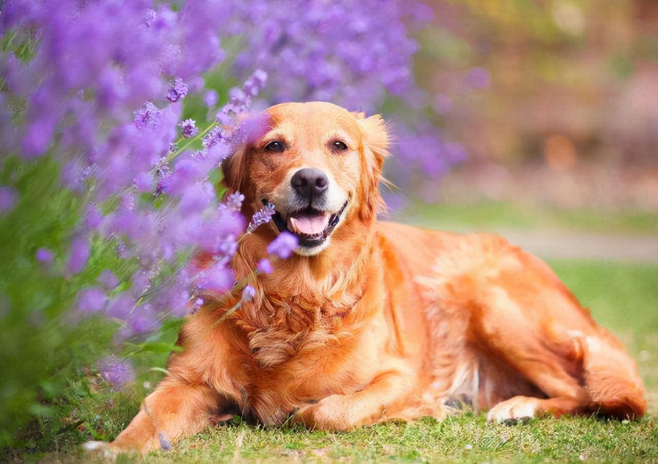 蝴蝶串串狗图片大全集(这几种狗) - 赤虎壹号