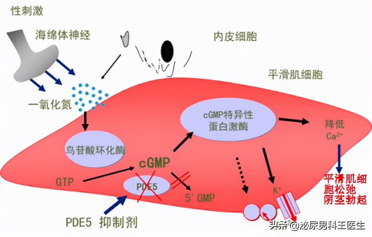 他达拉非服药剂量小，作用更持久，可以替代西地那非吗？