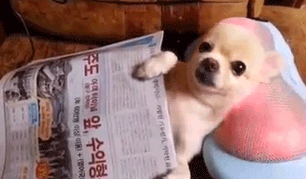 老人怎么了？狗怎么啦？老人竟然不如狗？