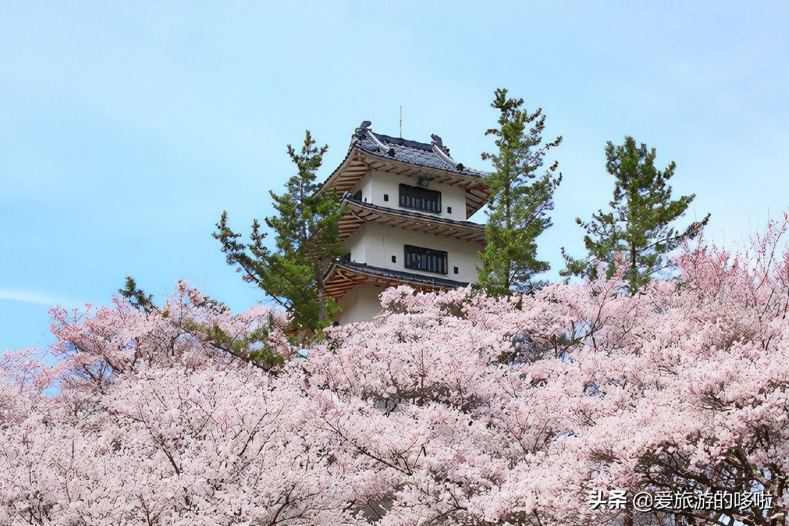 日本樱花图片（盘点大家都爱去的赏樱名地）