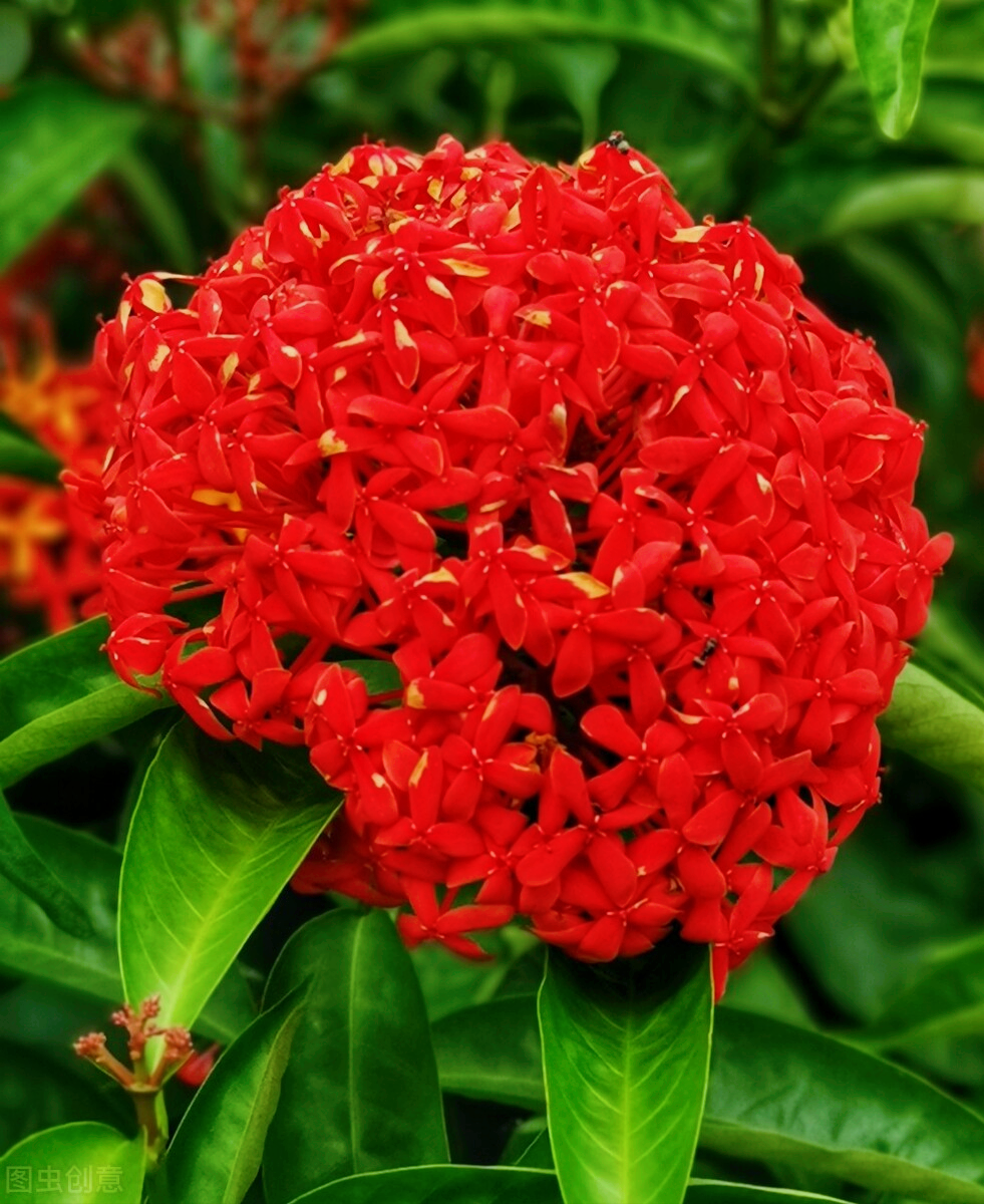 一花一世界，一念花开浪漫，一念岁月沉香，愿时光不老，真情永在