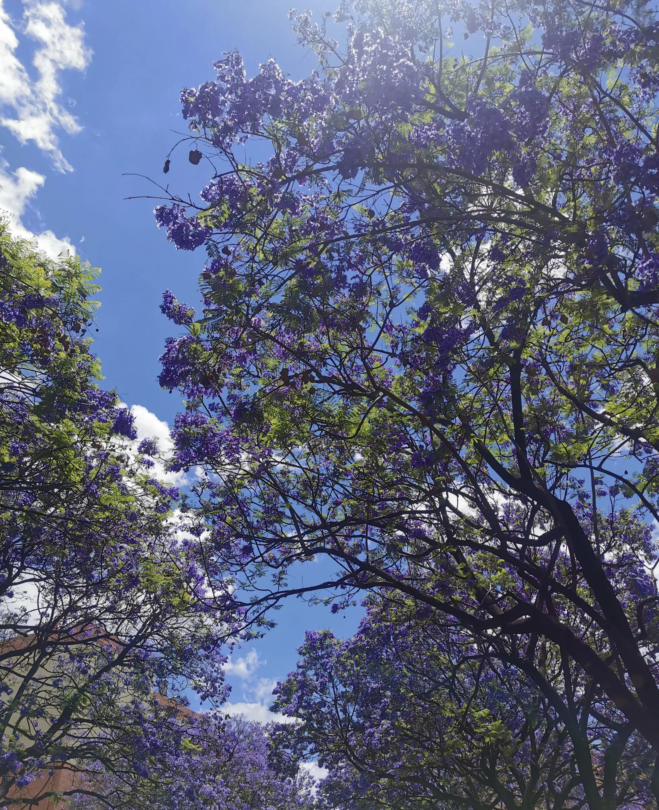 五月蓝花楹 来一场心动的 梦幻紫 之旅吧 天天看点