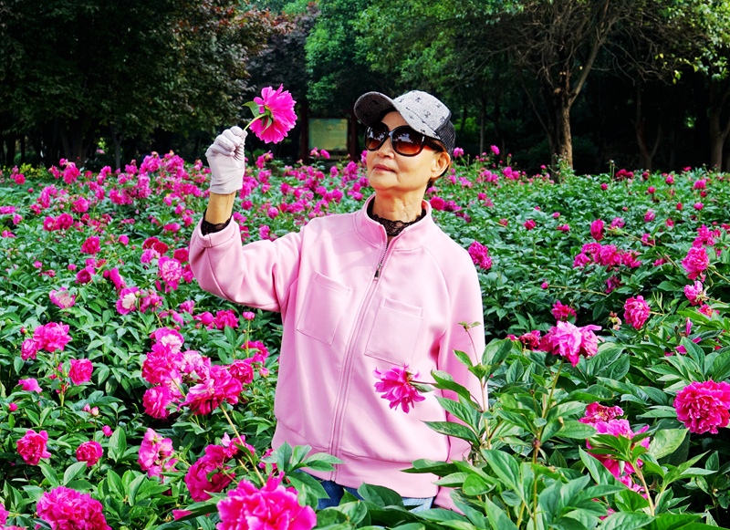 牡丹 未谢幕 芍药己盛开
