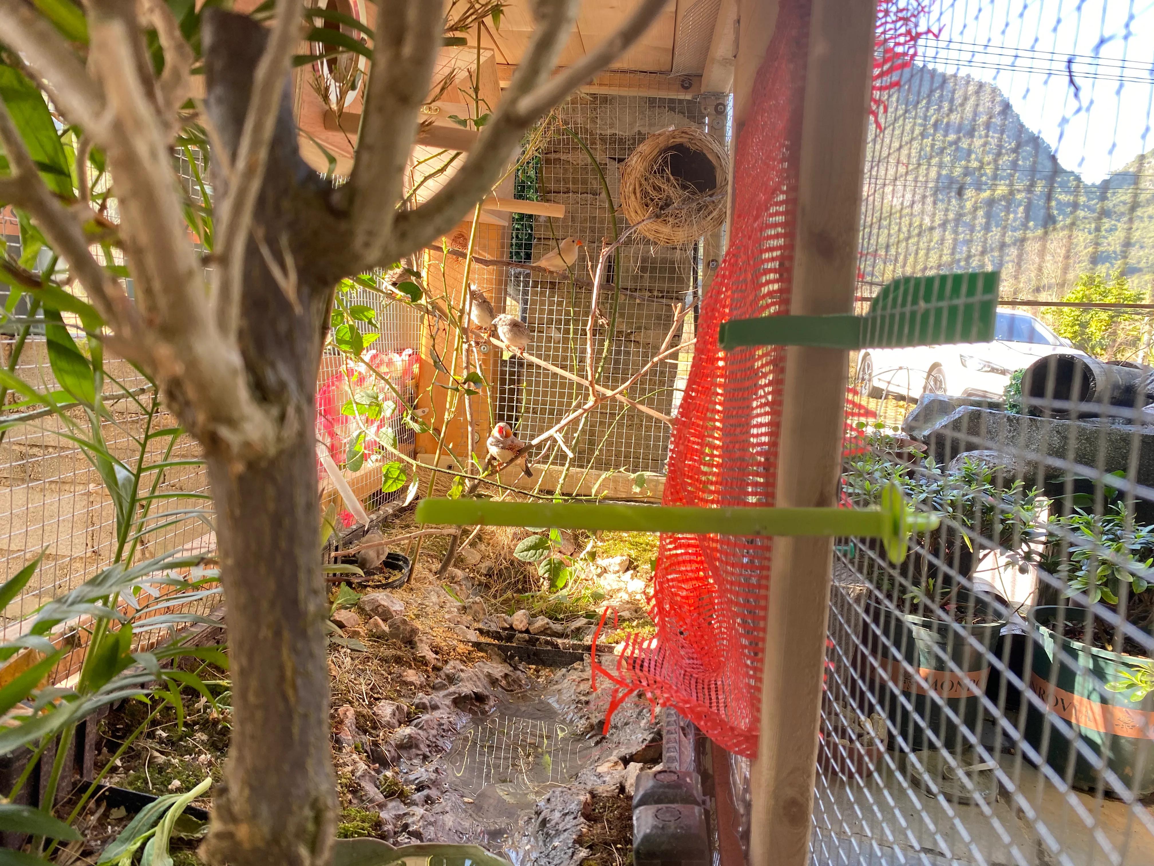 鸟笼子图片大全(古法生态养鸟园林笼制作教程)