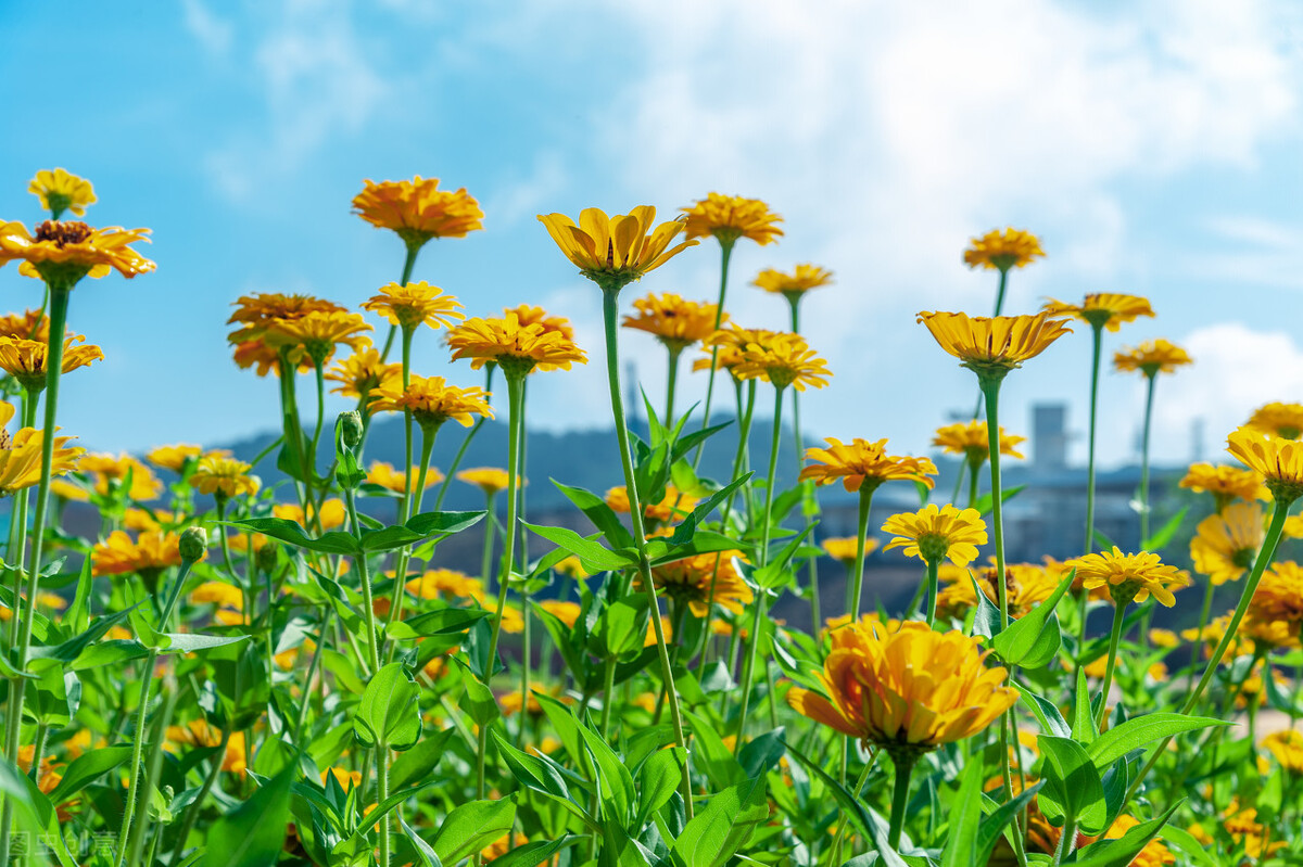 朝气蓬勃的阳光句子,努力成长,活出灿烂