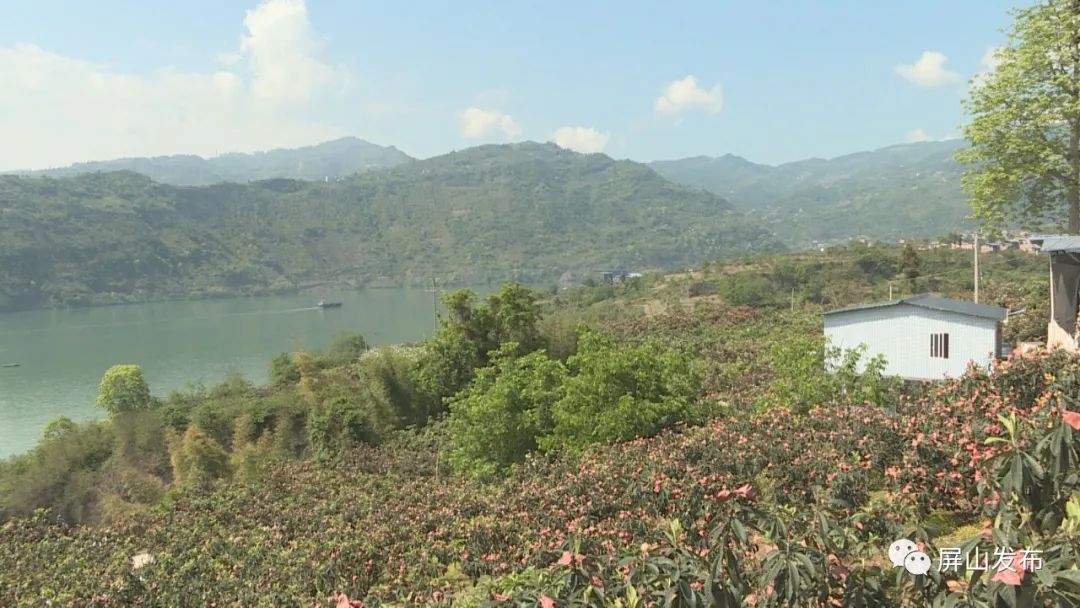 新安镇:枇杷熟了,"大五星"变成了"金五星"--屏山新闻网