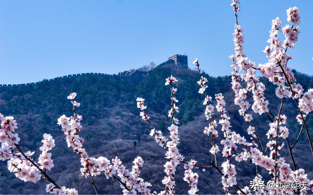 八达岭长城万亩杏花竞相绽放赏花踏青拍照都不容错过