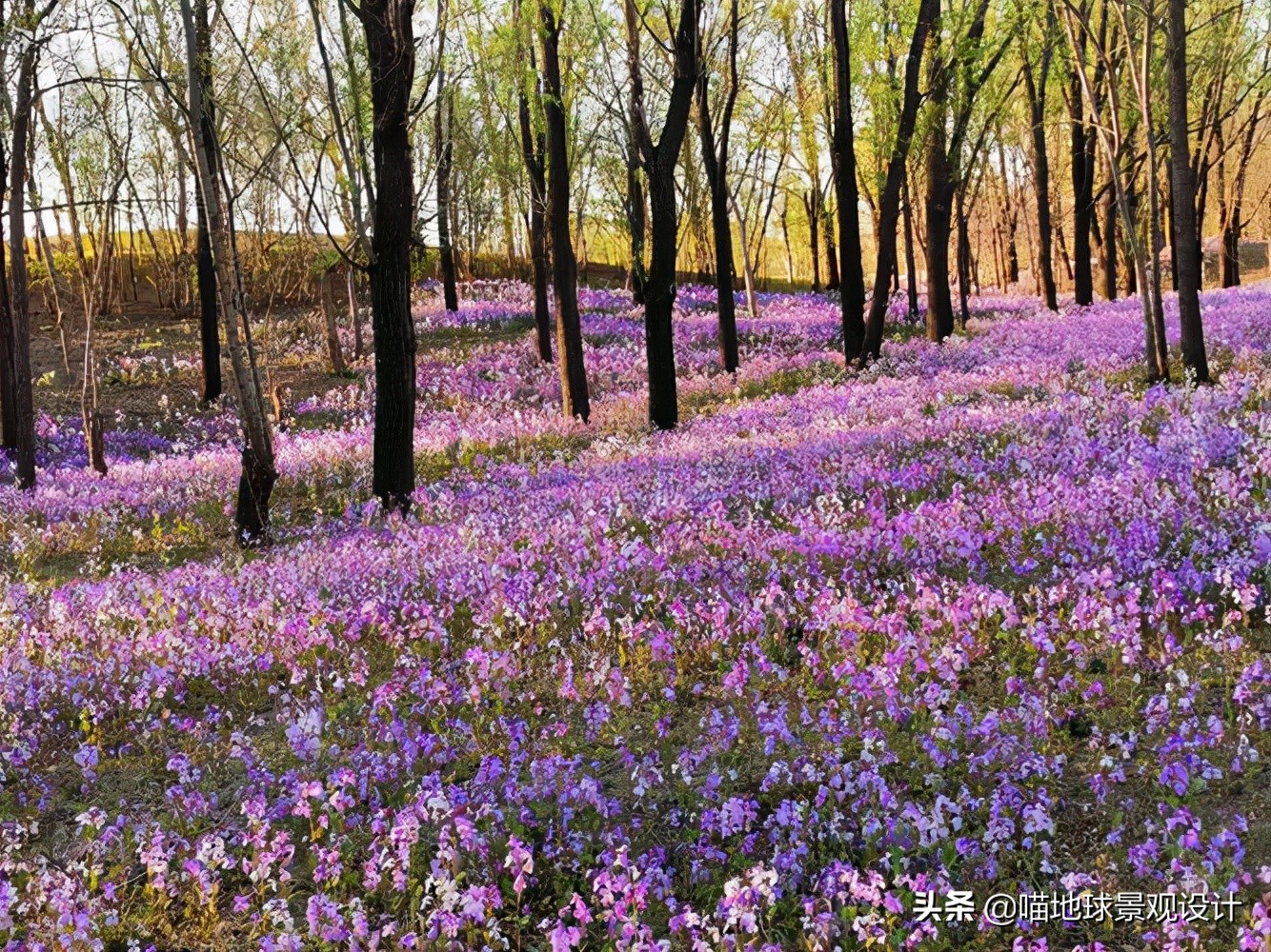 阔叶麦冬图片（20种适合山东地区种植的草坪）