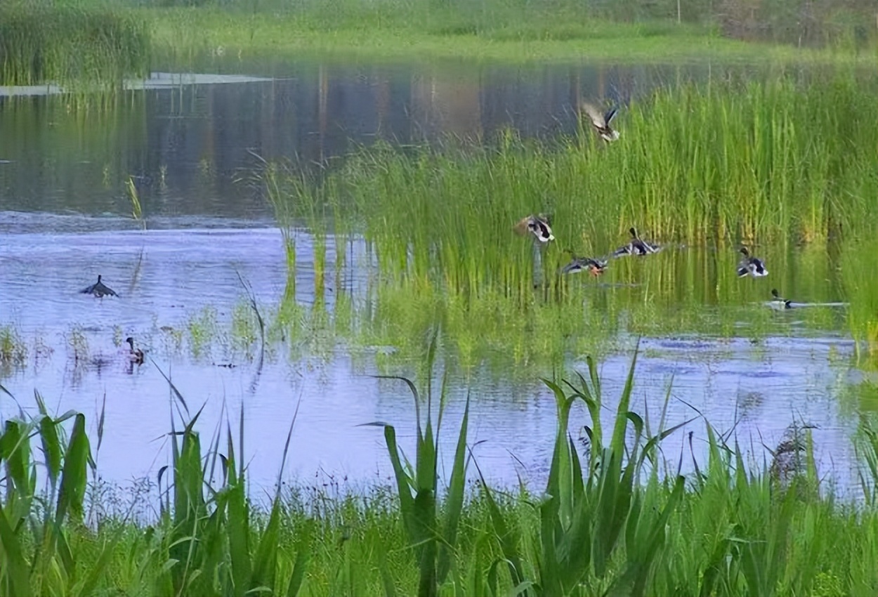 市場 バリ細密画 湿地の鳥：ｉあいランド