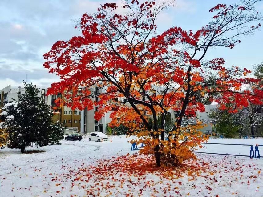 札幌大学(日本七所帝国大学系列篇-北海道大学)