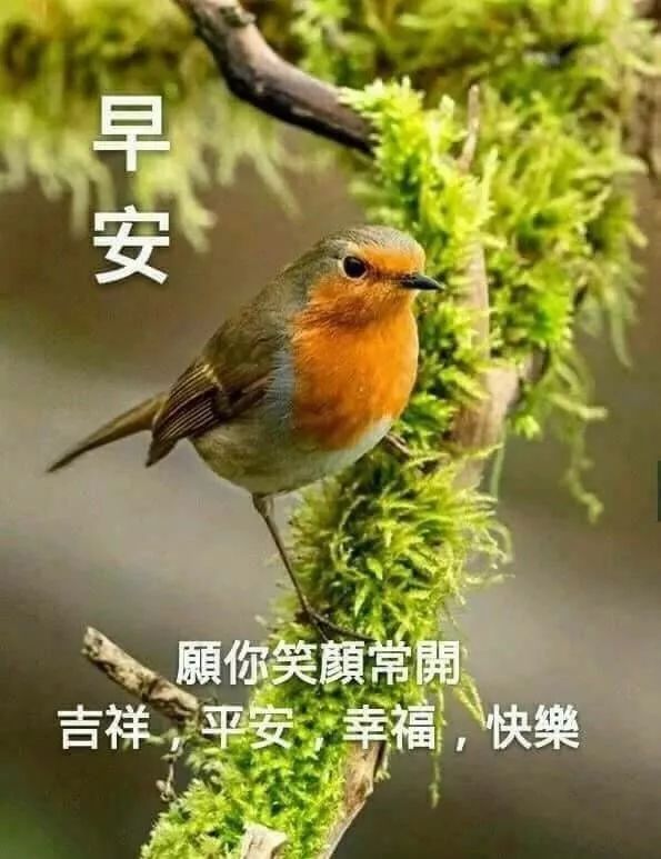 周四美丽的早上好表情包图片精美更新 愿你笑颜开，吉祥平安图片