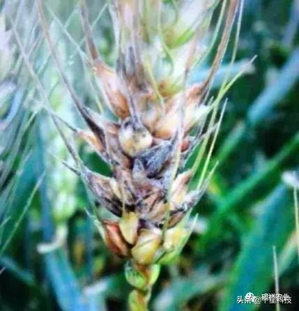 河南8个抗病小麦品种，来啦！无高感病害“保底”抗减产