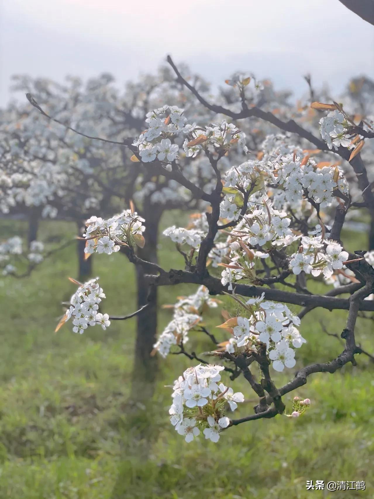 开花的梨树图片(梨树不同时期开花的图片)