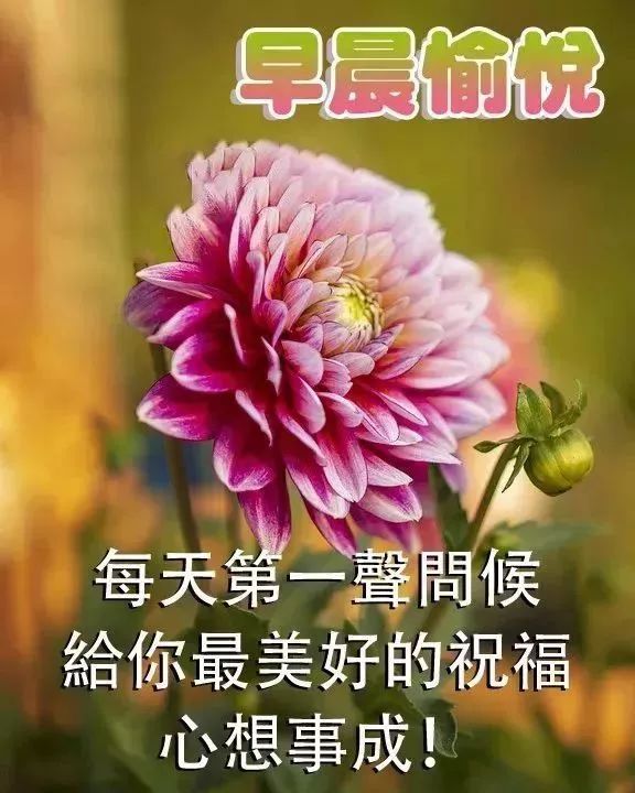 2022最新创意唯美春天鲜花早安问候动画表情 祝福好友幸福快乐图片