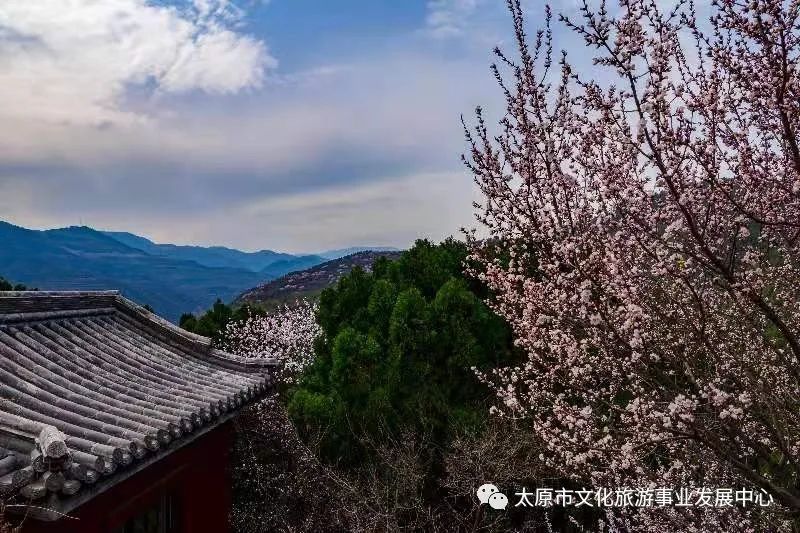 线上展览|“山河春意 锦绣太原——花的世界”主题摄影线上图片展（十六）