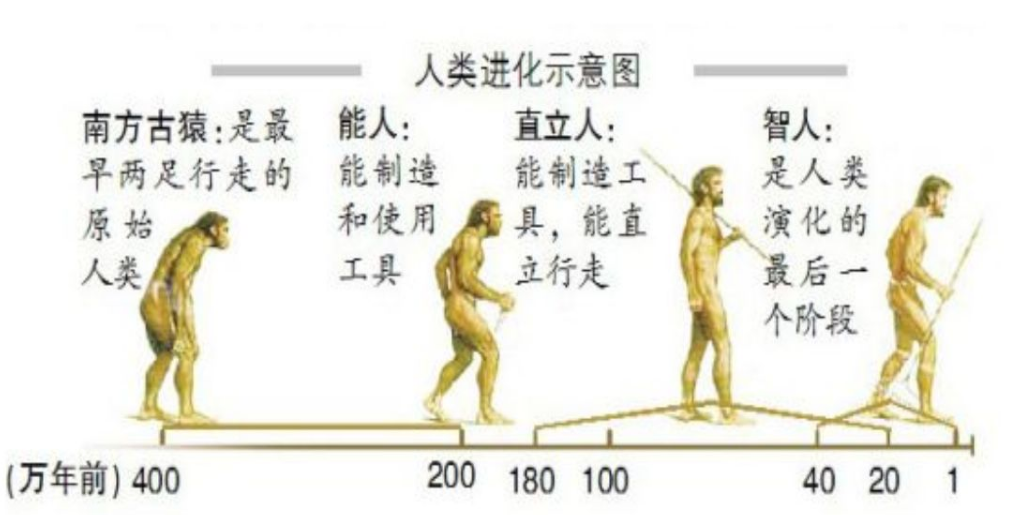 人类男性为什么会丢掉“丁丁骨”？与女性的选择密不可分