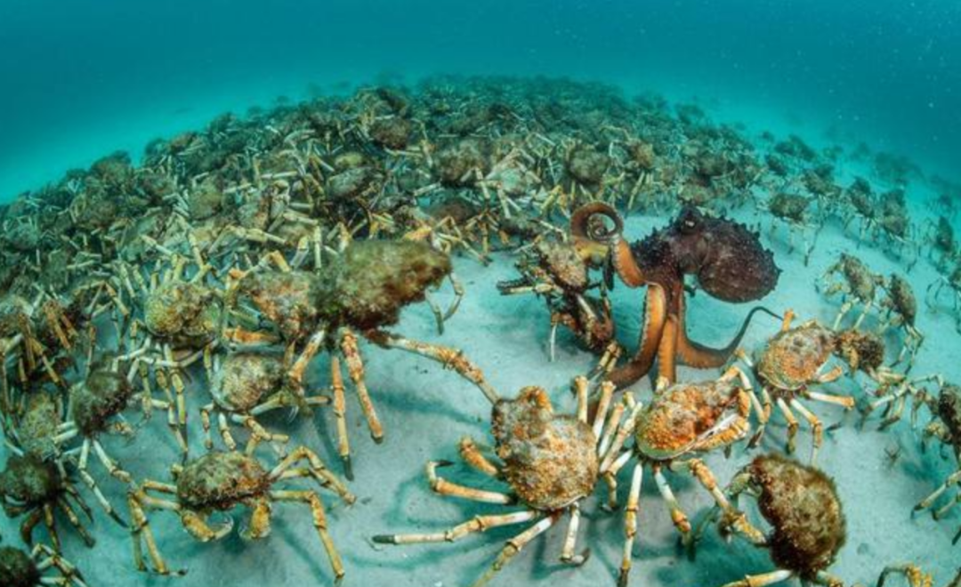 帝王蟹若入侵全世界会有多可怕?每吃一只,都是在"拯救世界"