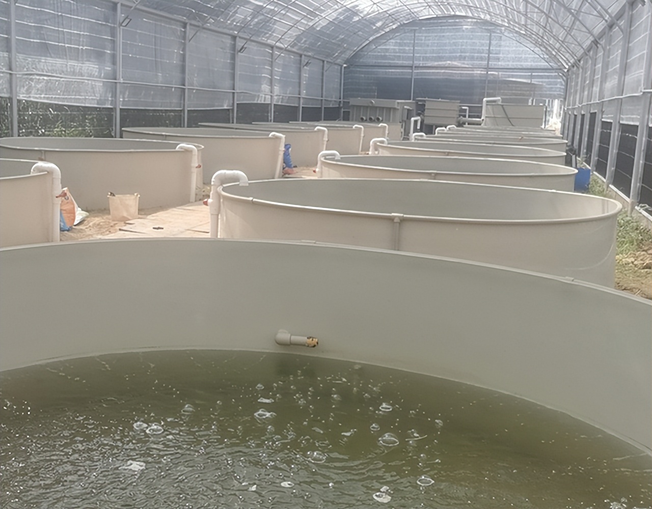 養殖經驗分享 | 循環水石斑魚養殖技術