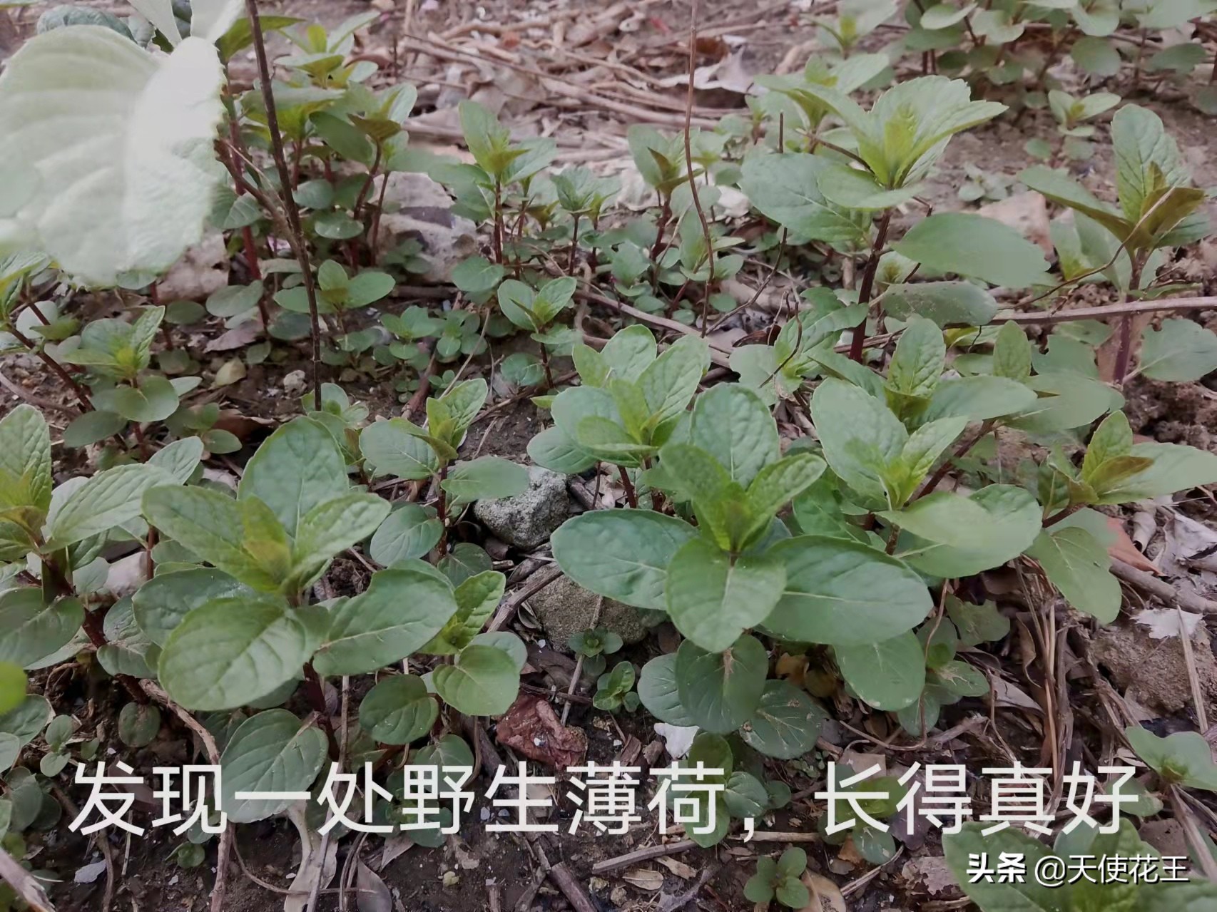 教你如何不花一分钱就能种出爆盆薄荷 实用的薄荷种植指南 天天看点