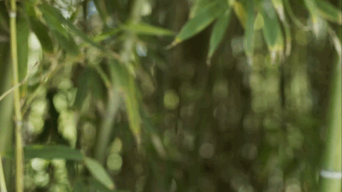 史上最空灵的一首诗，字字禅意，抚慰世人1200多年