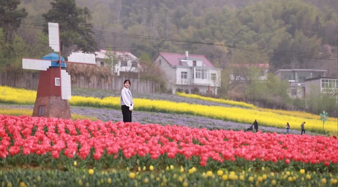 信阳的郁金香花已开了，赏踏春走起