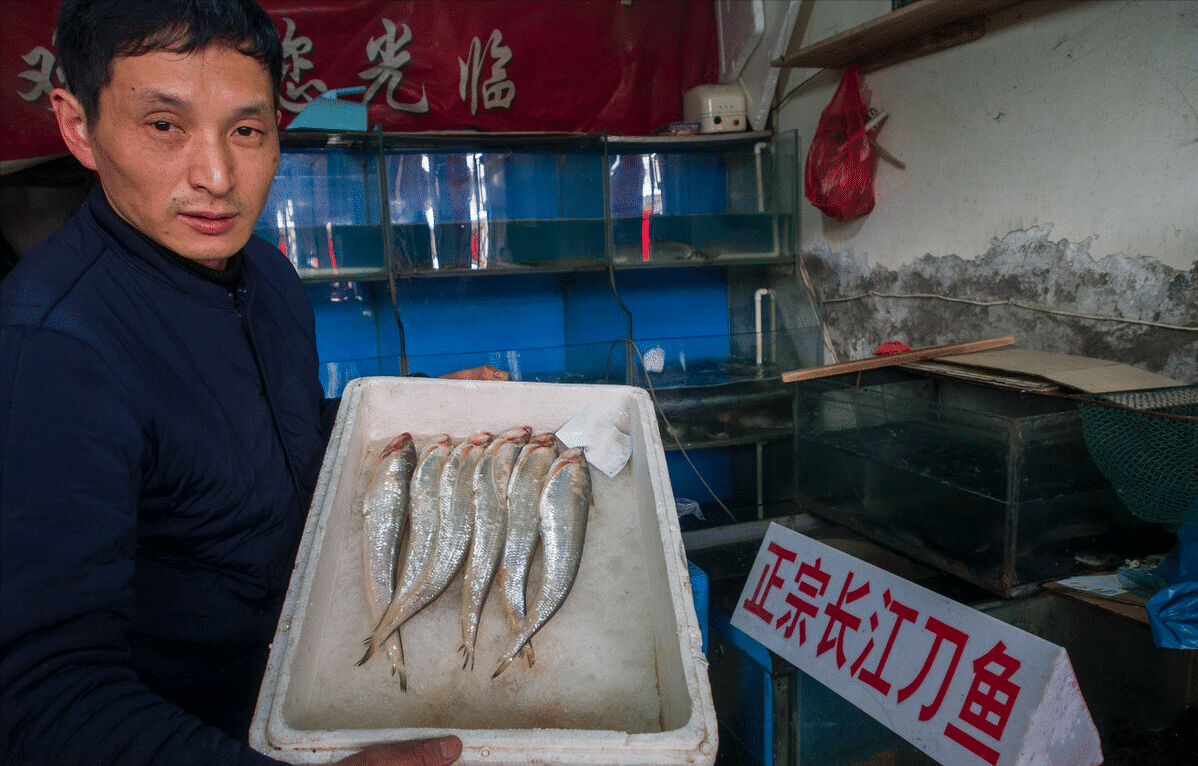 一斤8000元！靖江一鱼塘“长”出罕见刀鱼，它凭什么这么贵？