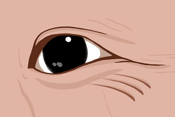 是否有长寿潜质，脸上有提示？60岁后，还具备5个特征，身体不错