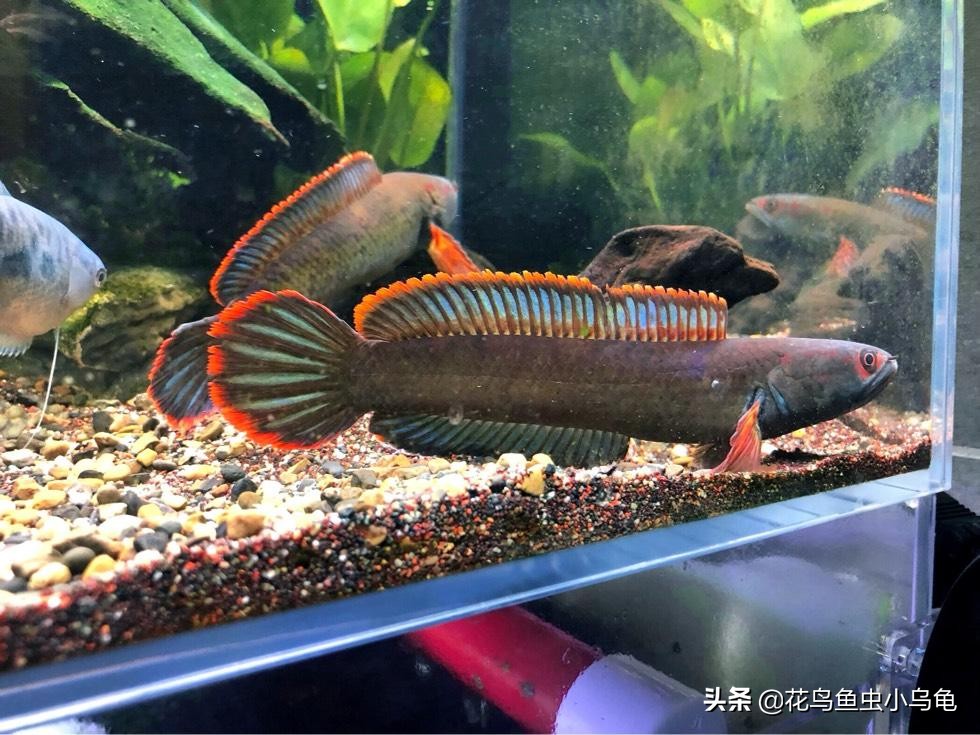总结市场上常见的50种观赏鱼 各具特色 好养的 有个性的鱼 天天看点