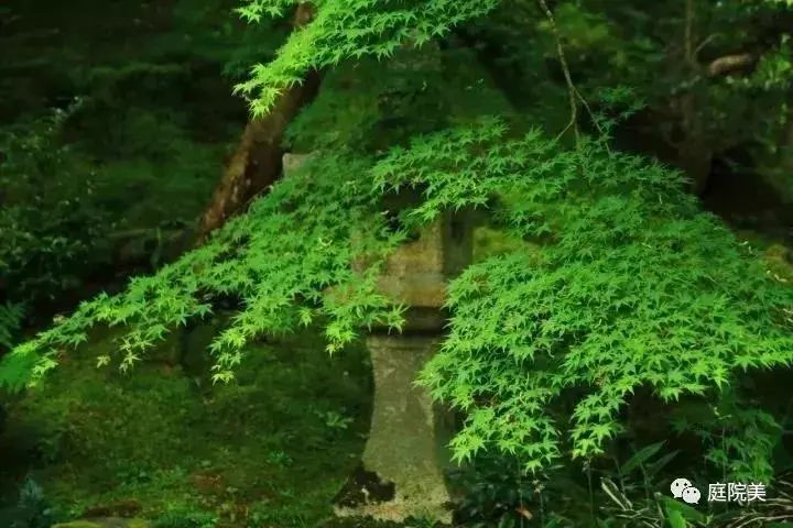 花园里的小空间，不妨打造成禅意景观，让它满足你的所有花园幻想