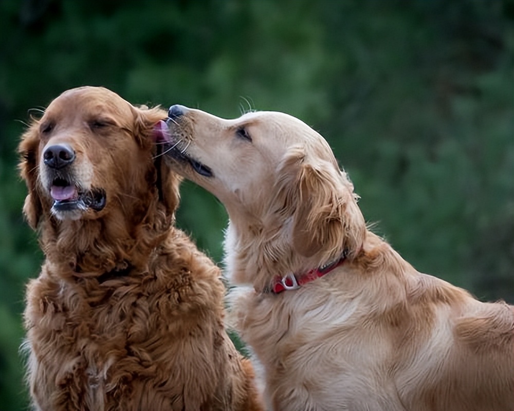 狗狗交配后，公狗会受到攻击，是公狗做错了？