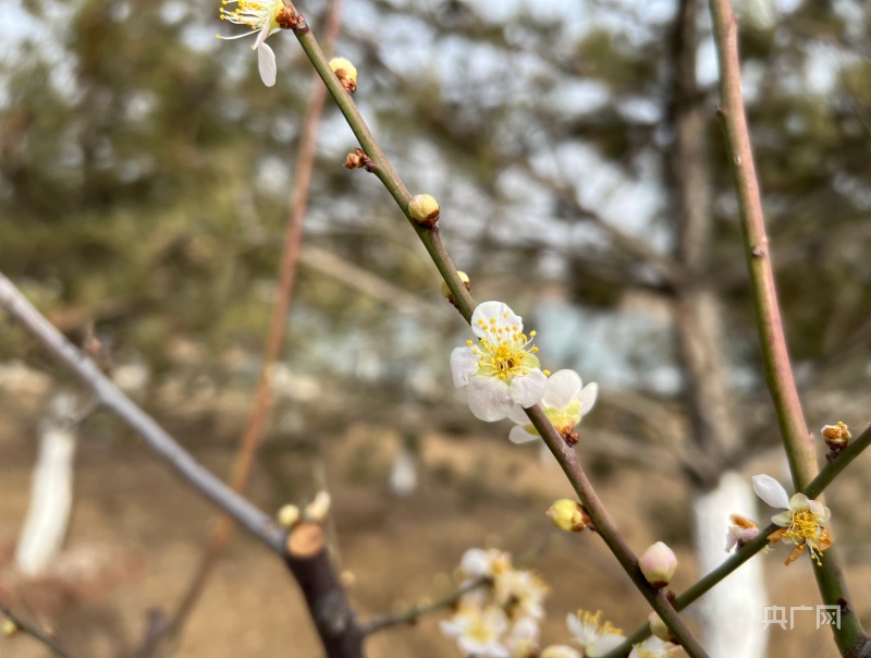 暗香来袭！山西太原植物园40余种梅花相继绽放