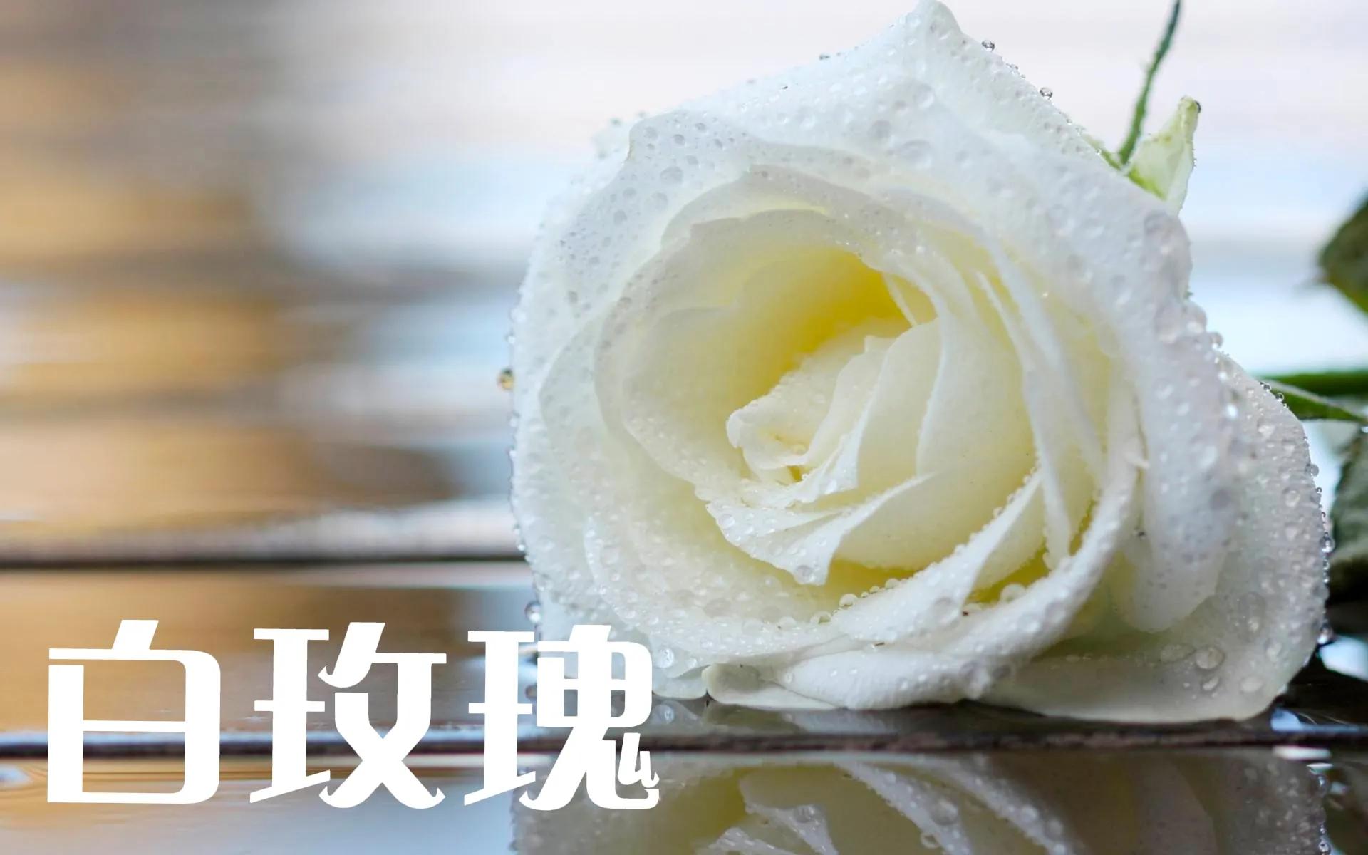 香槟玫瑰和红玫瑰哪个好（不同颜色玫瑰花的花语）