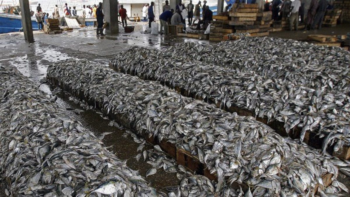 法国海域出现10万条死鱼，漂在海面上像一张地毯！到底怎么回事？