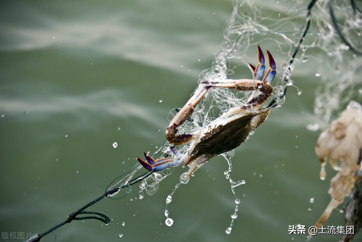 梭子蟹季节在哪个月（揭秘梭子蟹的渔汛时间及次数）