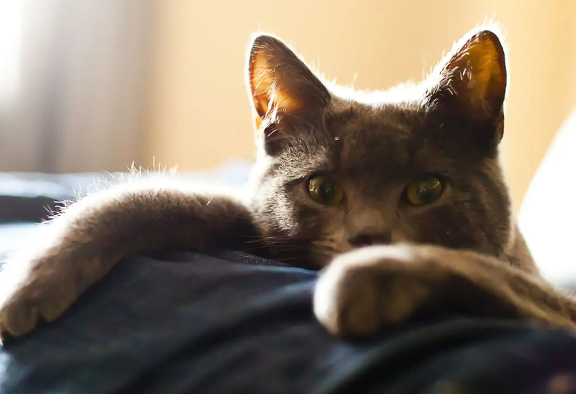 猫咪每天都在忙什么？看看猫的时间规划！网友：同款猫咪