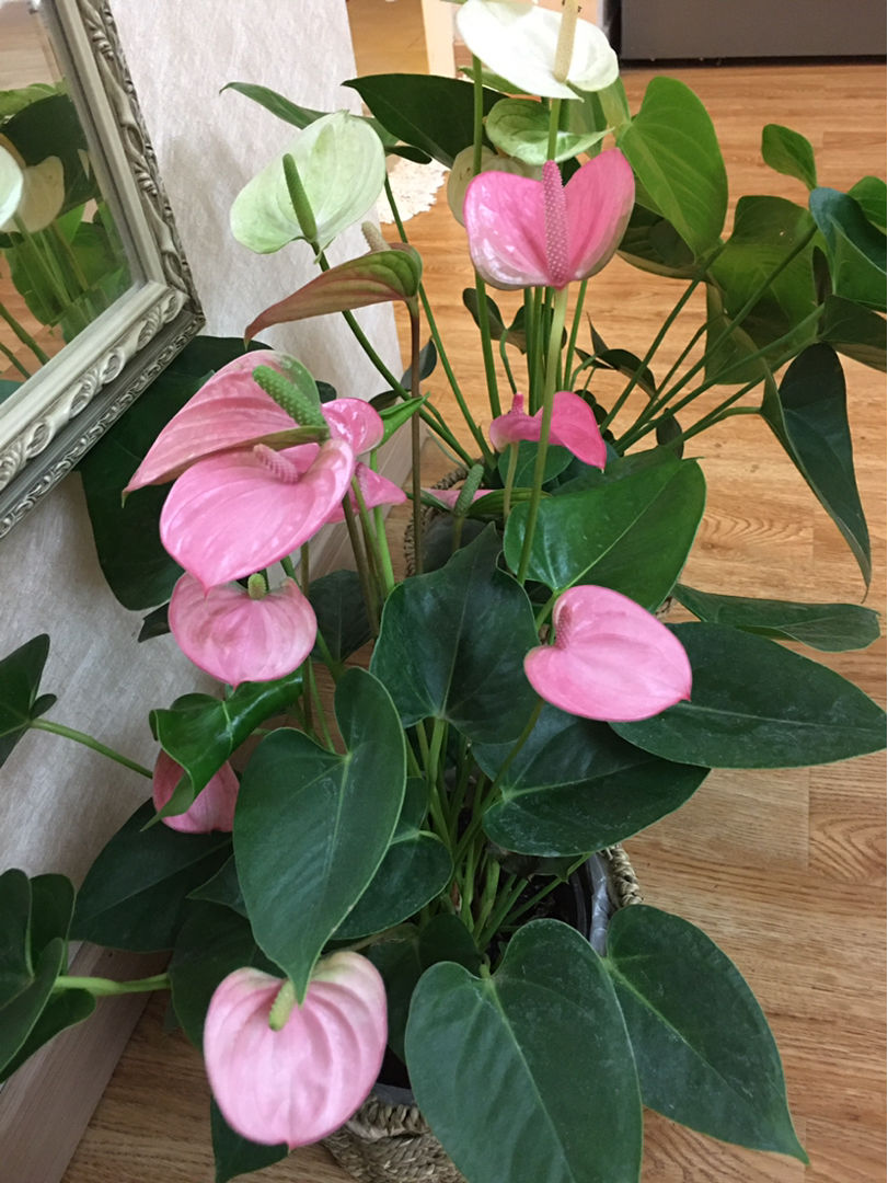 今日粉掌几月份开花〔粉掌花有毒吗〕_云百科