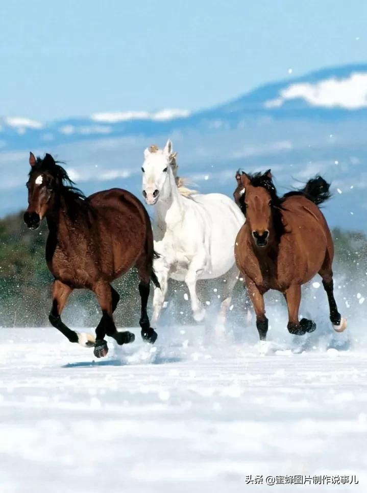 一匹红色骏马奔驰在一望无际的草原上,四蹄翻腾,长鬃飘扬,俊美的姿势
