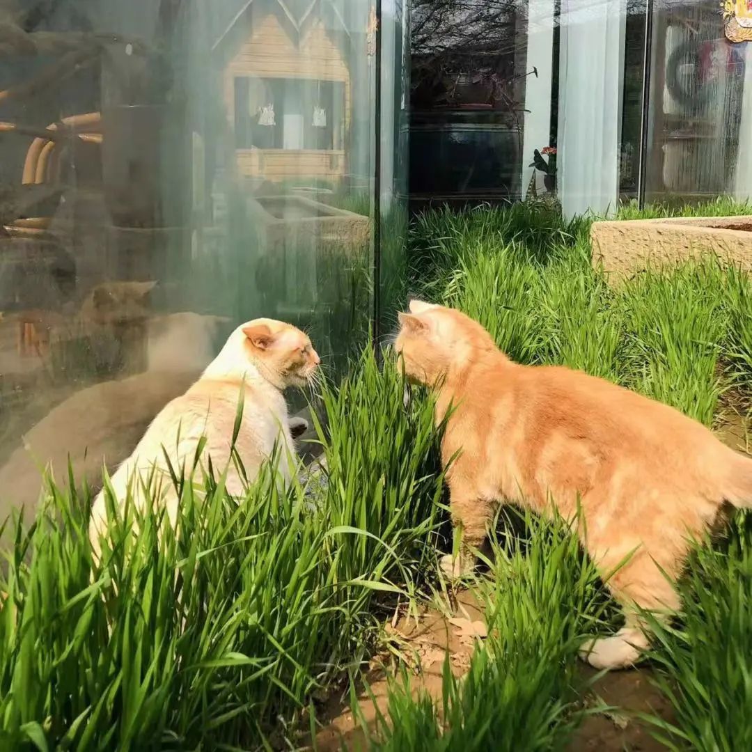 我可是拥有“三岁画老”天赋的小猫咪