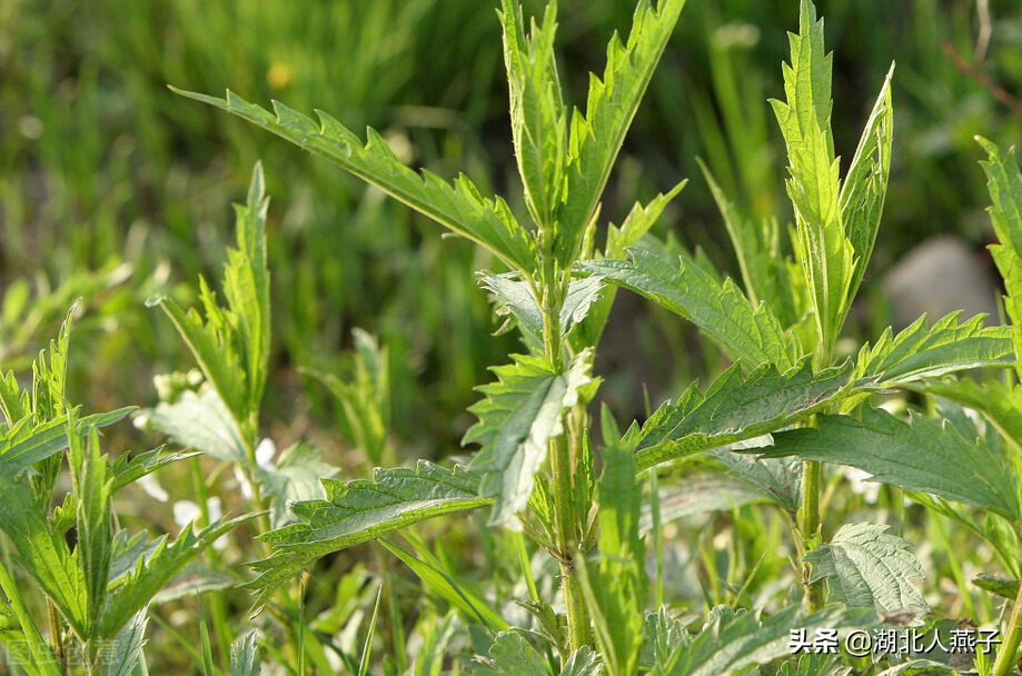 夏季摘野菜，送你61种野菜大图鉴，让你轻松认识各种野菜和吃法